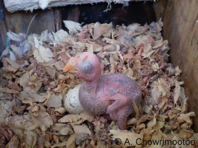 Echo chick in nest box